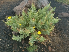 Senecio aetnensis