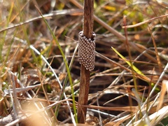 Malacosoma alpicolum