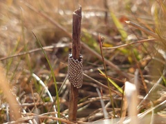 Malacosoma alpicolum