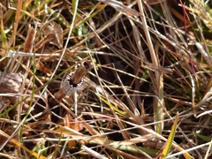 Malacosoma alpicolum