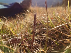 Malacosoma alpicolum