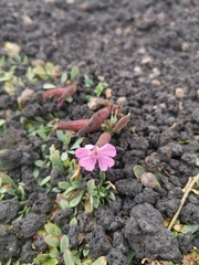 Saponaria sicula
