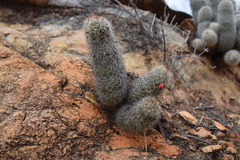 Mammillaria phitauiana
