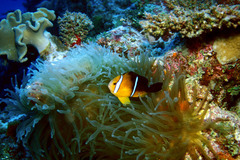 Amphiprion tricinctus