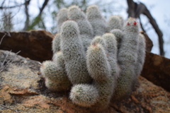 Mammillaria phitauiana