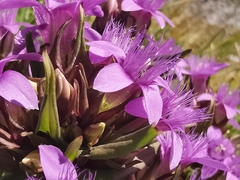 Gentianella anisodonta