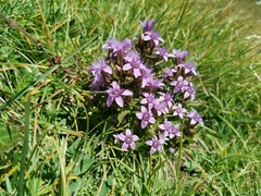 Gentianella anisodonta