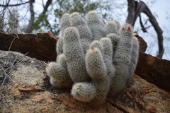 Mammillaria phitauiana
