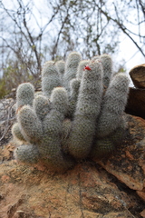 Mammillaria phitauiana