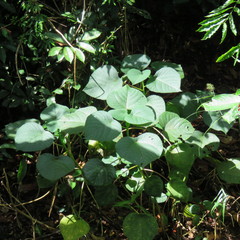 Dendrocnide moroides