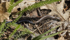 Plestiodon multivirgatus