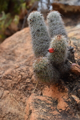 Mammillaria phitauiana