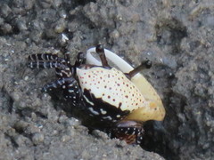 Austruca triangularis