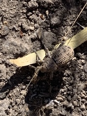 Ophryastes tuberosus