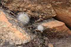 Mammillaria phitauiana
