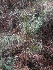 Podocarpus parlatorei