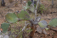 Opuntia bravoana