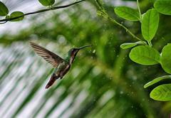 Anthracothorax prevostii