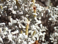 Cratystylis conocephala