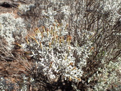 Cratystylis conocephala