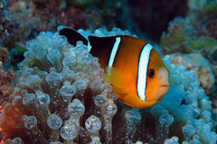 Amphiprion tricinctus