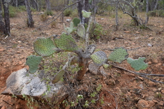 Opuntia bravoana