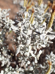 Cratystylis conocephala