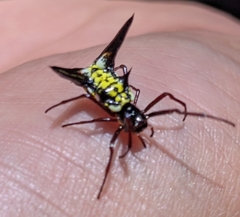Micrathena raimondi