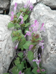 Lamium garganicum
