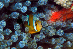Amphiprion tricinctus