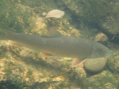Moxostoma