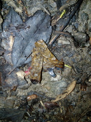 Aenetus virescens