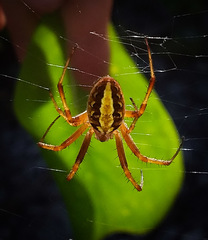 Neoscona theisi