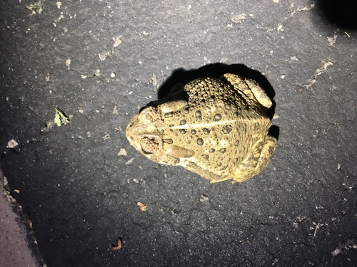 iNaturalist observation photo of Woodhouse's Toad