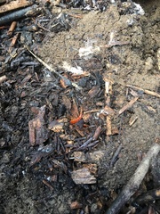 Scolopocryptops gracilis