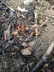 Scolopocryptops gracilis