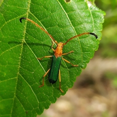 Aglaoschema viridipenne