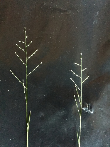 green muhly (Muhlenbergia ramulosa)