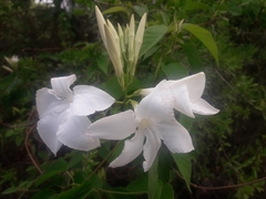 Mandevilla laxa