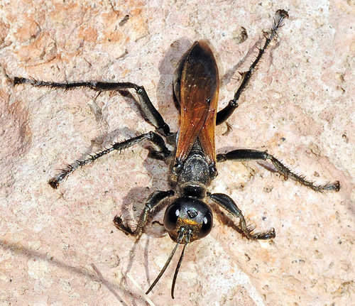 Prionyx subfuscatus