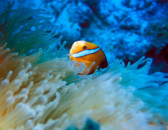 Amphiprion tricinctus