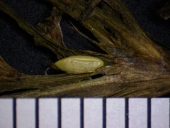 Najas flexilis