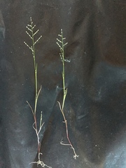 Muhlenbergia ramulosa