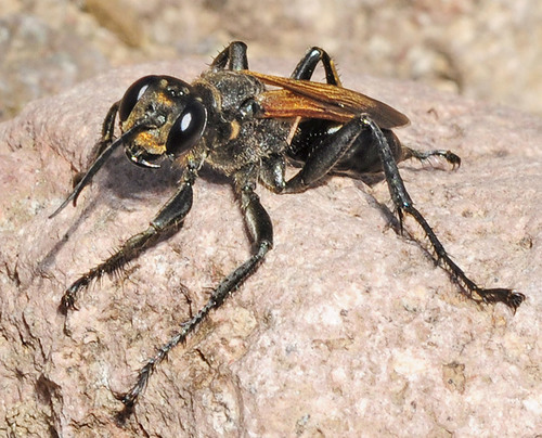Prionyx subfuscatus