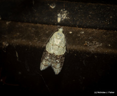 Tracholena sulfurosa