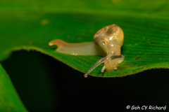 Helicarion perfragilis