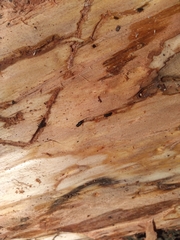 Dendroctonus