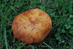 Gymnopilus junonius