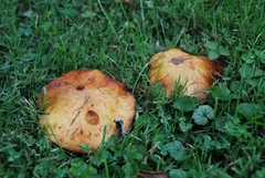 Gymnopilus junonius