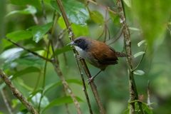 Pheugopedius coraya